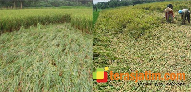 Hujan dan Angin Kencang Melanda Situbondo, Puluhan Hektar Padi Rusak Hujan dan Angin Kencang Melanda Situbondo, Puluhan Hektar Padi Rusak