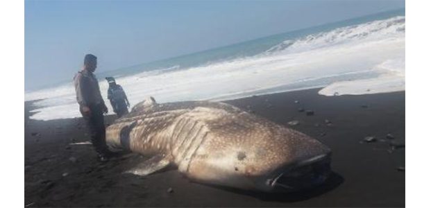 Ikan Paus Tutul Terdampar di Pantai Pasirian Lumajang Ikan Paus Tutul Terdampar di Pantai Pasirian Lumajang