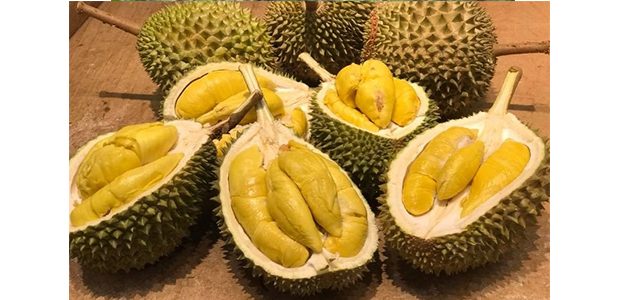 Ini 5 Manfaat Makan Durian Ini 5 Manfaat Makan Durian