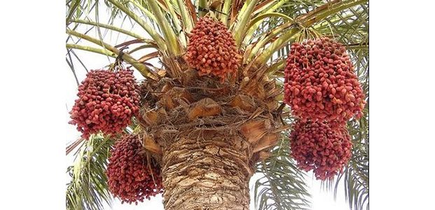 Ini Manfaat Kurma Bagi Kesehatan Tubuh Kita Ini Manfaat Kurma Bagi Kesehatan Tubuh Kita