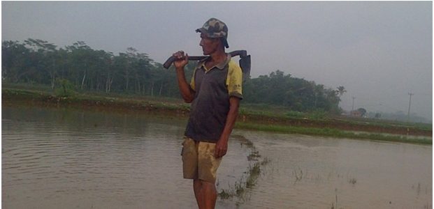 Asuransi Pertanian? Ini Ungkapan Gundah Petani Tepi Bengawan Solo Asuransi Pertanian? Ini Ungkapan Gundah Petani Tepi Bengawan Solo