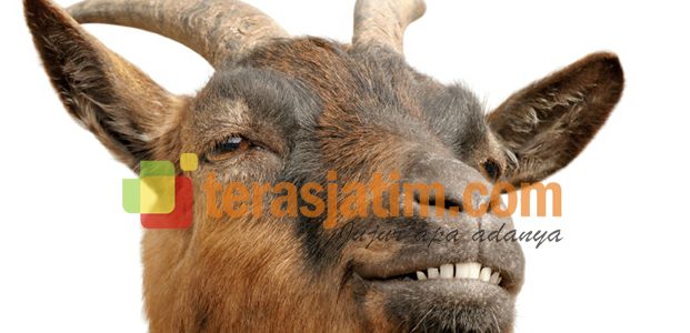 Iseng di Medsos, Hewan Kurban Laris Iseng di Medsos, Hewan Kurban Laris