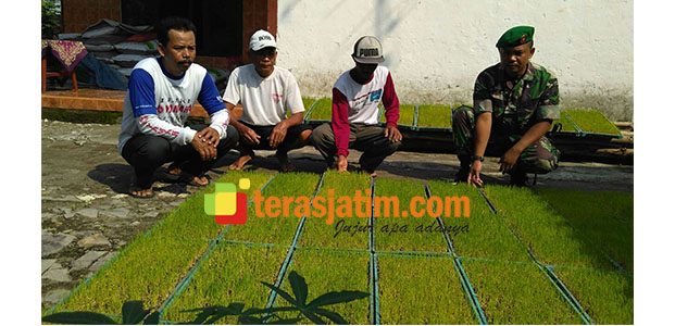 Jaga Pertahanan Pangan Nasional, Babinsa di Tulungagung Berlomba Dampingi Petani Jaga Pertahanan Pangan Nasional, Babinsa di Tulungagung Berlomba Dampingi Petani