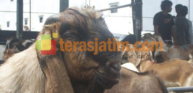 Jelang Idul Adha, Pedagang Qurban Dadakan Mulai Menjamur Di Lamongan Jelang Idul Adha, Pedagang Qurban Dadakan Mulai Menjamur Di Lamongan