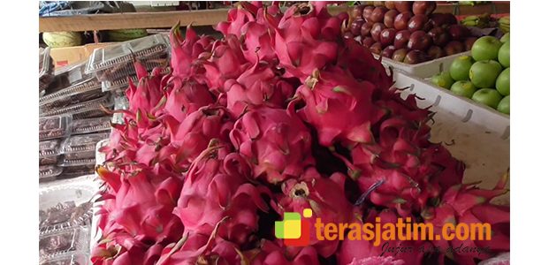 Jelang Imlek, Pedagang Buah Naga di Malang dan Bojonegoro Laris Jelang Imlek, Pedagang Buah Naga di Malang dan Bojonegoro Laris