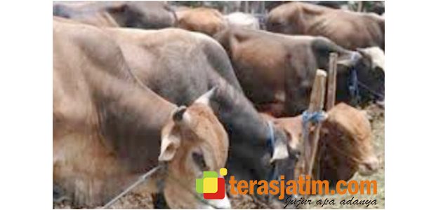 Jelang Puasa, Harga Sapi di Situbondo Anjlok Hingga 20 Persen Jelang Puasa, Harga Sapi di Situbondo Anjlok Hingga 20 Persen