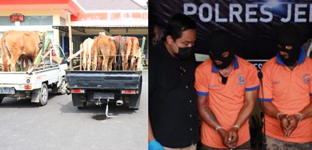2 Maling Sapi di Jember Dibekuk, Polisi Amankan BB 7 Ekor Sapi dan 1 Mobil 2 Maling Sapi di Jember Dibekuk, Polisi Amankan BB 7 Ekor Sapi dan 1 Mobil
