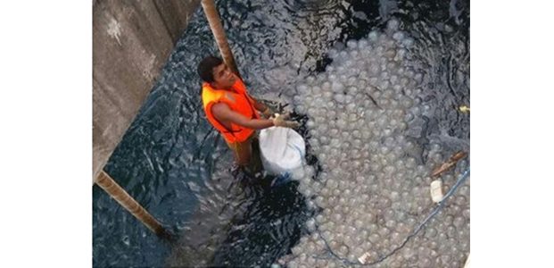 Jutaan Ubur-Ubur ‘Menyerang’, Listrik Jawa Bali Terganggu Jutaan Ubur-Ubur ‘Menyerang’, Listrik Jawa Bali Terganggu