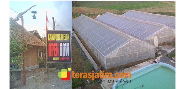Mengenal Kampung Melon di Desa Wisata Modangan Nglegok Blitar Mengenal Kampung Melon di Desa Wisata Modangan Nglegok Blitar