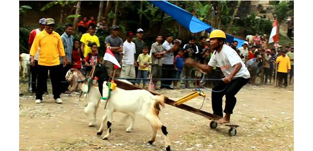 Warga Carangwulung Wonosalam Jombang, Gelar Karapan Kambing Warga Carangwulung Wonosalam Jombang, Gelar Karapan Kambing