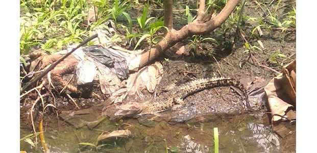 Seekor Anak Buaya Berhasil Dievakuasi di Anak Sungai Brantas Seekor Anak Buaya Berhasil Dievakuasi di Anak Sungai Brantas