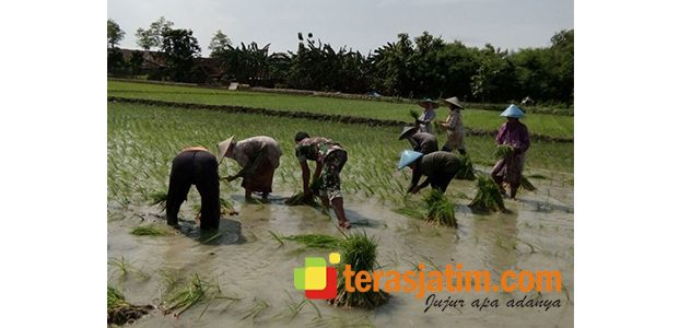 Kejar Swasembada Pangan, Babinsa di Lamongan Terjun Langsung ke Sawah Kejar Swasembada Pangan, Babinsa di Lamongan Terjun Langsung ke Sawah