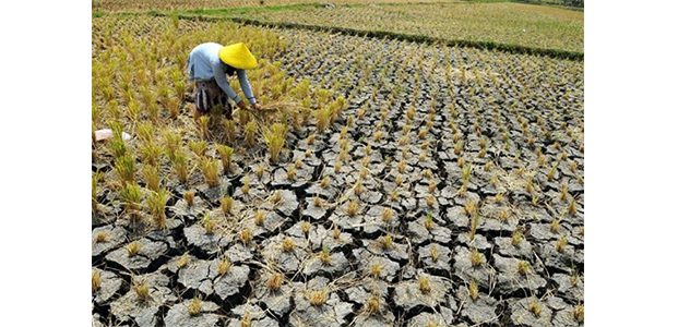 Kekeringan, Lahan 2 Ha Milik Petani Tawangrejo Kota Madiun Gagal Panen Kekeringan, Lahan 2 Ha Milik Petani Tawangrejo Kota Madiun Gagal Panen