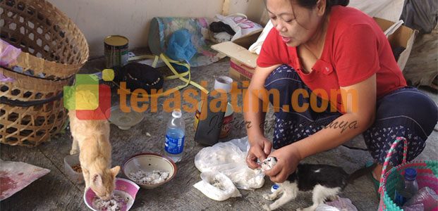 Kisah Penyayang Kucing Terlantar Kisah Penyayang Kucing Terlantar