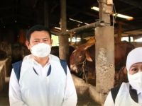 Imbas 140 Sapi di Lamongan Terjangkit PMK, Bupati Yes Tutup Pasar Hewan