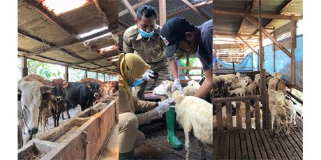 Jelang Idul Adha, Stok Hewan Qurban di Lamongan Aman