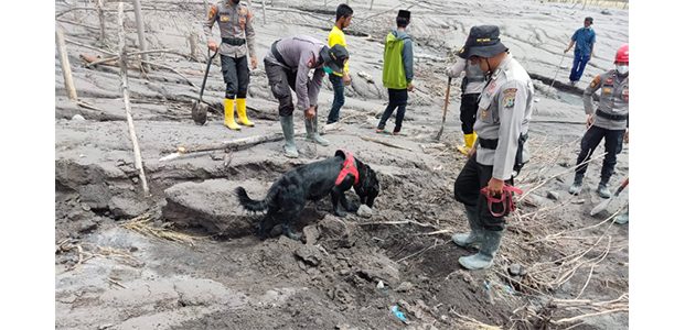 Lupita, Kimy dan Sola! Nama Anjing K-19 Yang Ikut Melakukan Pencarian Jenasah Erupsi Semeru Lupita, Kimy dan Sola! Nama Anjing K-19 Yang Ikut Melakukan Pencarian Jenasah Erupsi Semeru
