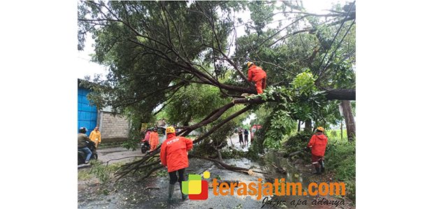 Ada Pohon Tumbang di Madigondo Takeran, Jalur Alternatif Madiun-Magetan Terganggu Ada Pohon Tumbang di Madigondo Takeran, Jalur Alternatif Madiun-Magetan Terganggu