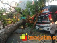 Melaju di Jalur Magetan-Ngawi, Bus Eka Tertimpa Pohon Tumbang