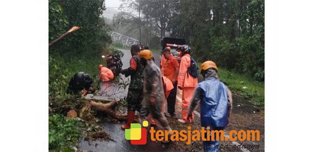 Digempur Hujan Angin, Pohon Bertumbangan di Wilayah Magetan Digempur Hujan Angin, Pohon Bertumbangan di Wilayah Magetan