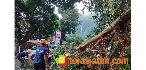 Pohon Ambruk Timpa Mobil, Jalur Wisata Sarangan Tersendat Pohon Ambruk Timpa Mobil, Jalur Wisata Sarangan Tersendat