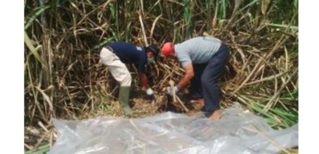 Mayat di Lahan Tebu Gampengrejo Kediri, Diduga Pria Asal Tulungagung Mayat di Lahan Tebu Gampengrejo Kediri, Diduga Pria Asal Tulungagung