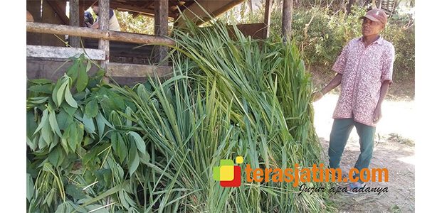 Musim Kemarau, Penjual Hijauan Pakan Ternak di Tulakan Pacitan Ini Kantongi Rp200 Ribu Perhari Musim Kemarau, Penjual Hijauan Pakan Ternak di Tulakan Pacitan Ini Kantongi Rp200 Ribu Perhari