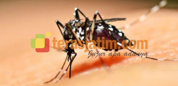 Tuban Waspada DBD Tuban Waspada DBD