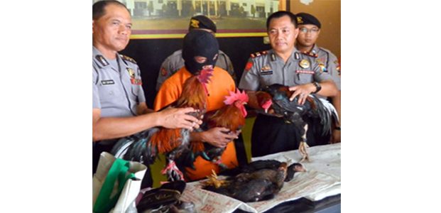 Nyaru Cari Bekicot, Pria Asal Tugu Trenggalek ini Ternyata Pencuri Spesialis Ayam Nyaru Cari Bekicot, Pria Asal Tugu Trenggalek ini Ternyata Pencuri Spesialis Ayam