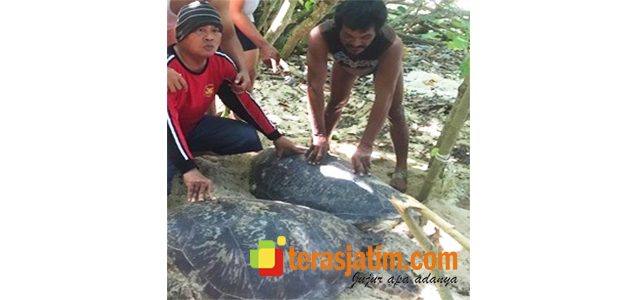 Pencurian Penyu Di Banyuwangi Marak Pencurian Penyu Di Banyuwangi Marak