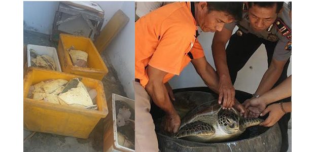 BKSDA Banyuwangi Sita 2 Ekor Penyu Yang Akan Dikirim Ke Bali BKSDA Banyuwangi Sita 2 Ekor Penyu Yang Akan Dikirim Ke Bali