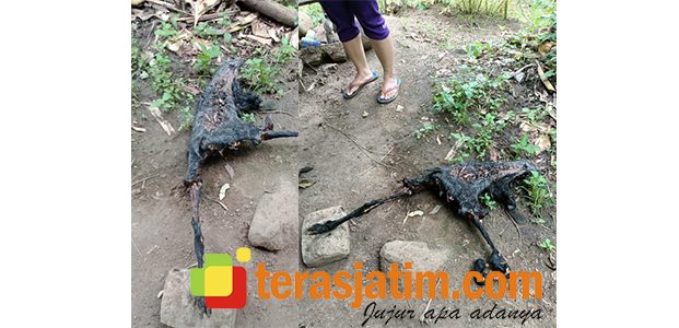 Diduga Kelaparan, Pria Tak Dikenal Bakar Kambing Milik Warga Glinggangan Pacitan Diduga Kelaparan, Pria Tak Dikenal Bakar Kambing Milik Warga Glinggangan Pacitan