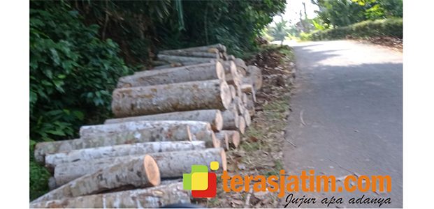 Hmm, Kayu Hasil Tebang Ditumpuk di Pinggir Jalan Pentung-Jetak Pacitan Hmm, Kayu Hasil Tebang Ditumpuk di Pinggir Jalan Pentung-Jetak Pacitan