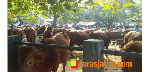 Antisipasi PMK, Pasar Hewan Pacitan Ditutup 3 Kali Pasaran Antisipasi PMK, Pasar Hewan Pacitan Ditutup 3 Kali Pasaran