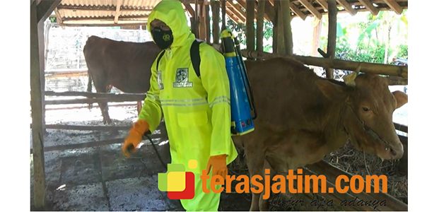 Vaksin PMK Tiba, Hari Pertama Pacitan Suntik 374 Ekor Sapi Vaksin PMK Tiba, Hari Pertama Pacitan Suntik 374 Ekor Sapi