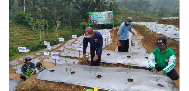 Asa Petani Cabai di Kota 1001 Gua Asa Petani Cabai di Kota 1001 Gua