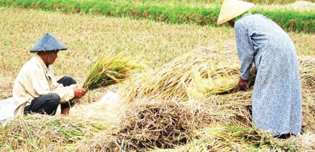 Panen Padi ‘Walikan’ di Bojonegoro Hancur Diserang Wereng, Petani Gigit Jari Panen Padi ‘Walikan’ di Bojonegoro Hancur Diserang Wereng, Petani Gigit Jari