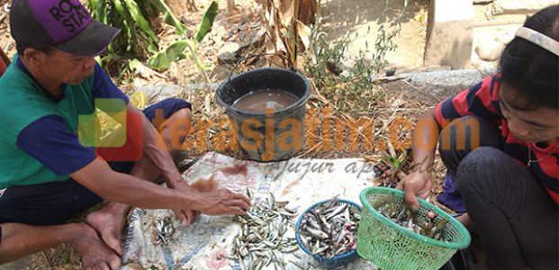 Pasar Iwak Kali di Paju Ponorogo Pasar Iwak Kali di Paju Ponorogo