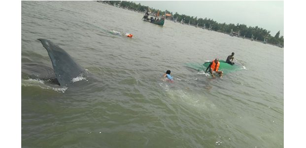 Paus yang Terdampar di Perairan Situbondo Akhirnya Berhasil Digiring ke Tengah Laut Paus yang Terdampar di Perairan Situbondo Akhirnya Berhasil Digiring ke Tengah Laut