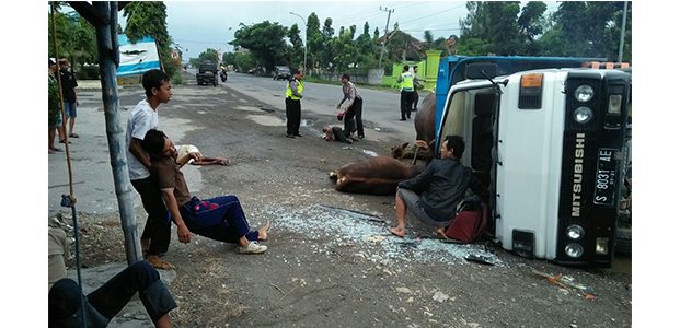 Pecah Ban, Truk Angkut 4 Sapi dan 6 Orang Penumpang Terguling di Widang Tuban Pecah Ban, Truk Angkut 4 Sapi dan 6 Orang Penumpang Terguling di Widang Tuban