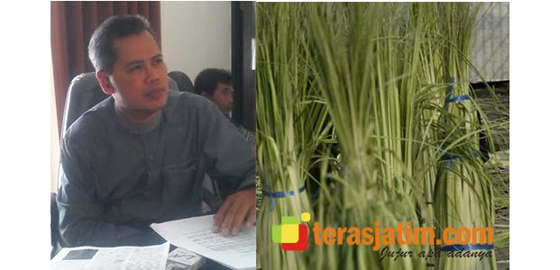 Pencurian Janur di Banyuwangi Marak, Petani Kelapa ‘Ngaplo’ Pencurian Janur di Banyuwangi Marak, Petani Kelapa ‘Ngaplo’