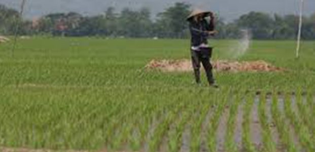 Berpacu Dengan Banjir, Petani Areal ‘Gupuh’ Garap Lahan Berpacu Dengan Banjir, Petani Areal ‘Gupuh’ Garap Lahan