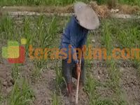 Petani Resah Dengan Langkanya Pupuk