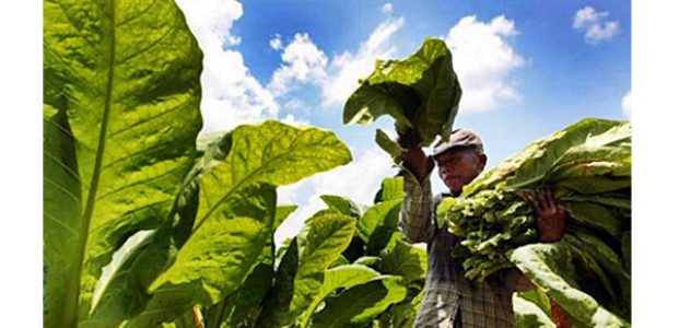 Petani Tembakau di Grogol dan Banyakan Kediri Siap Panen Petani Tembakau di Grogol dan Banyakan Kediri Siap Panen