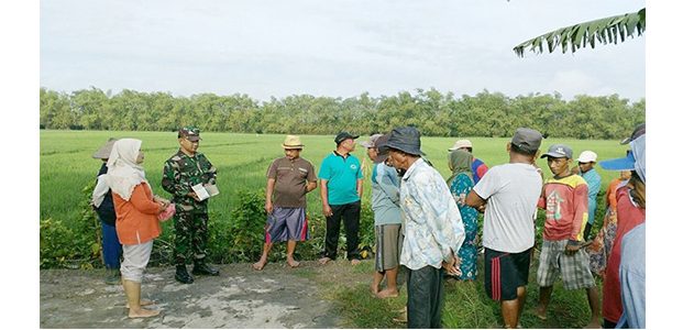 Petani di Kedungpring Lamongan Terapkan Cara Baru Basmi Tikus Petani di Kedungpring Lamongan Terapkan Cara Baru Basmi Tikus