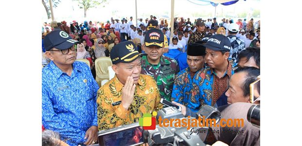 Petani di Truni Lamongan Masuki Musim Panen di Puncak Kemarau Petani di Truni Lamongan Masuki Musim Panen di Puncak Kemarau