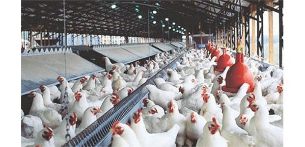 Polda Jatim Akan Selidiki Broker Ayam yang Rugikan Peternak Polda Jatim Akan Selidiki Broker Ayam yang Rugikan Peternak