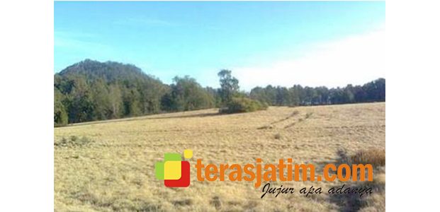Polemik Savana Sikasur, Pemkab Situbondo Minta Pemkab Probolinggo Duduk Bareng Polemik Savana Sikasur, Pemkab Situbondo Minta Pemkab Probolinggo Duduk Bareng