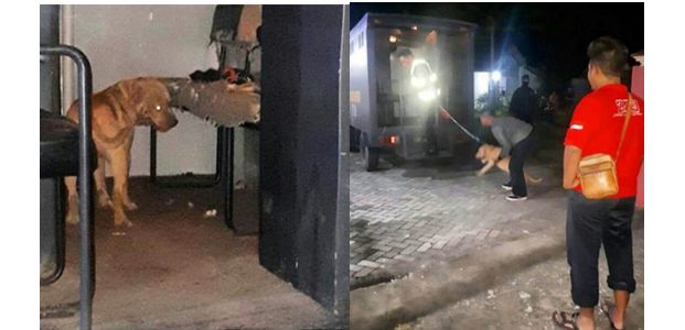 Polisi Kerangkeng 2 Anjing Pitbull Yang Tewaskan Seorang Pencari Kayu di Kediri Polisi Kerangkeng 2 Anjing Pitbull Yang Tewaskan Seorang Pencari Kayu di Kediri