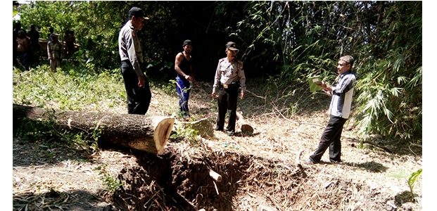 Pria asal Parengan Tuban Tewas Terbentur Pohon Mahoni Yang Ditebangnya Pria asal Parengan Tuban Tewas Terbentur Pohon Mahoni Yang Ditebangnya